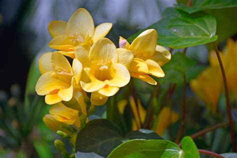 We did not find results for: Freesia - How to Grow Fragrant Freesia Flowers | Garden Design