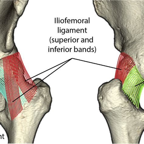 Anatomy Of The Hip Joint Capsule The Ligaments Of The Left Hip Joint