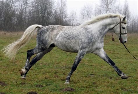 Horses For Sale Orlov Trotter Horse Russia Just Horse For Sale Frant