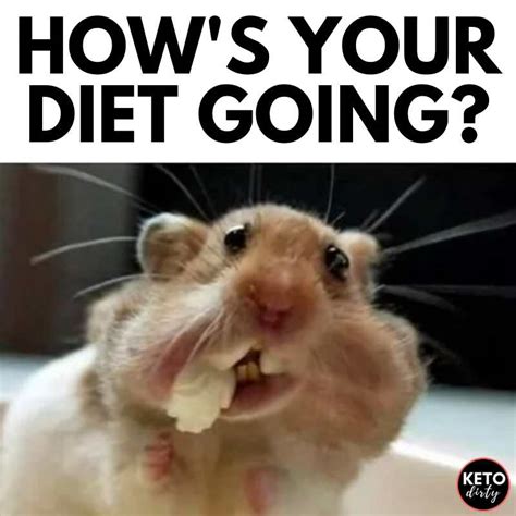 Diet Memes 25 Funny Images About The Woahs Of Dieting