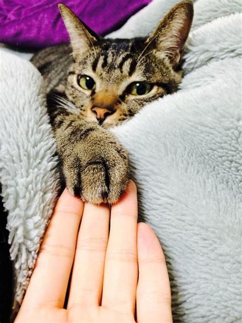 Why doesn't my cat trill? Why do cats like to rest their paws on our hands? These 3 ...