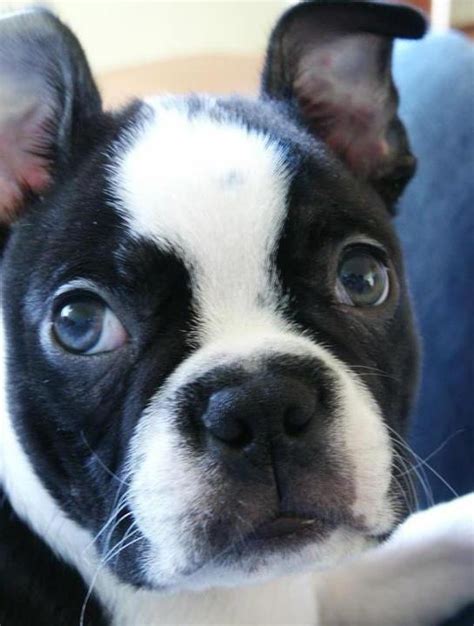 The Best Boston Of All Time Zig The Pig Boston Terrier Funny