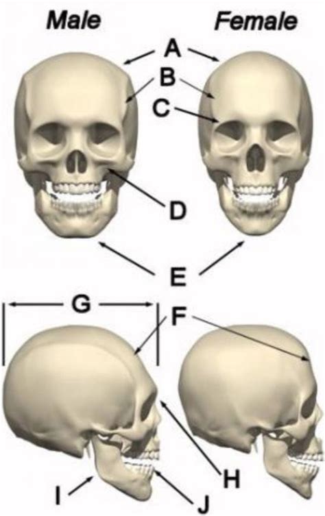 Human Anatomy Drawing Skull Anatomy Anatomy Reference