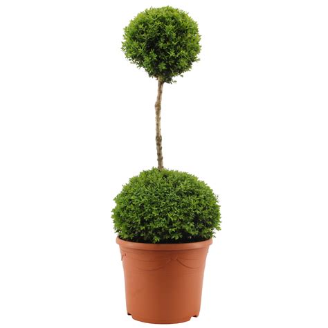 Duo Ball Buxus Topiary Specimen Plant