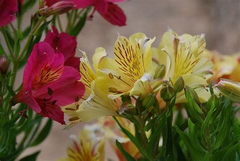 Peruvian Lilies - A Gift Which Keeps On Giving | What ...
