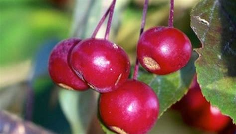 How To Care For A Prairie Fire Crabapple Tree Garden Guides