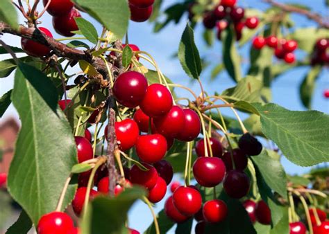 How To Grow Cherries 🍒 🌱 A Comprehensive Guide For Juicy Rewards