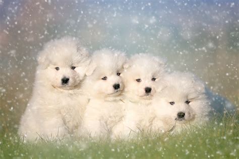 Download Baby Animal Puppy Fluffy Cute Dog Animal Samoyed Hd Wallpaper