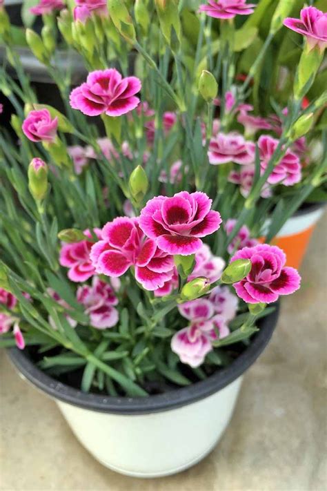 How To Grow And Care For Dianthus Flowers Gardeners Path Dianthus