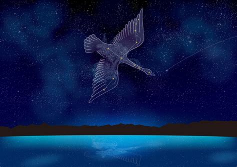 Cygnus Constellation All You Need To Know About The Celestial Swan