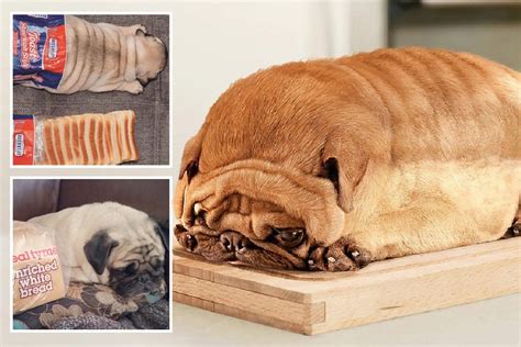 Pugs Pose To Look Like Loaves Of Bread In The ­latest Bizarre Internet