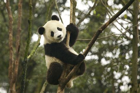 Giant Pandas Are No Longer Endangered Say Animal Experts London