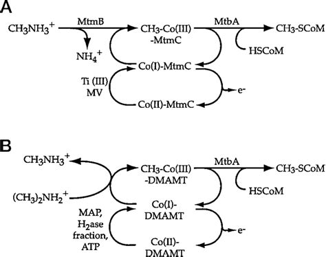 Proposed Reaction Schemes For In Vitro Com Methylation From Two