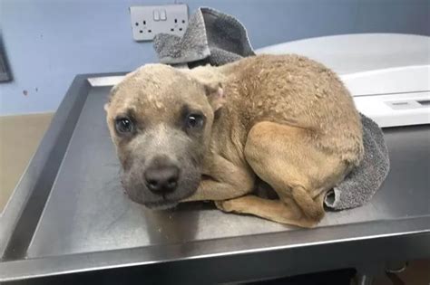 Rspca Exposes Shocking Scale Of Cruelty To Dogs In Leicester