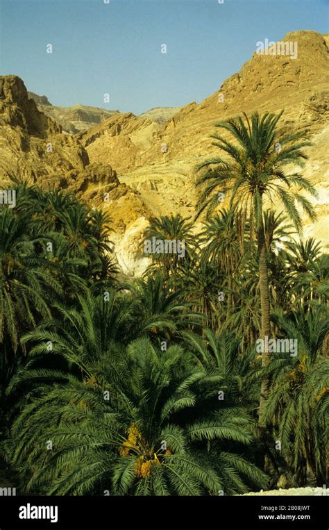 Africa Tunisia Sahara Desert Nefta Oasis Date Palm Trees Stock