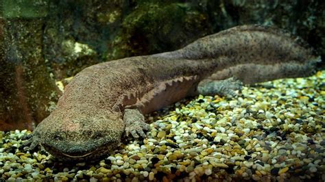 Researchers Fear Worlds Largest Amphibian The Chinese Giant