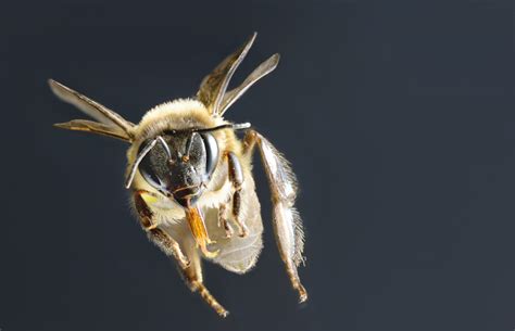 Amazing Things You May Not Know About The Honeybee
