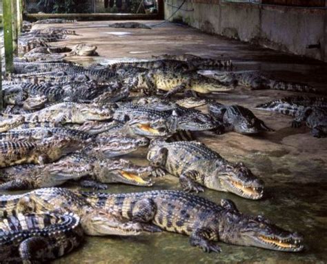 Crocodile mothers are very protective over their nest. How Much Does a Crocodile Leather Cost
