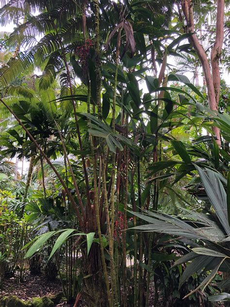 Villa apartments palms price list 2021. Pinanga sp. 'Blue Seed' - Floribunda Palms & Exotics