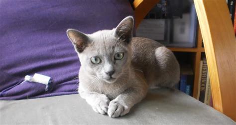 tonkinese cat info personality care training kittens pictures