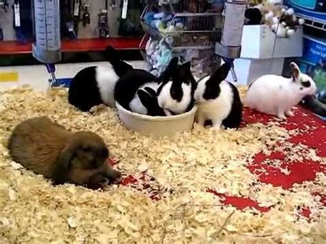 Include pets available for interstate adoption. Baby Bunny Rabbits in Pet Store - YouTube