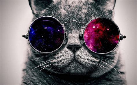 Free Download Cool Cat With The Glasses Wallpaper 148014 Hd Wallpapers