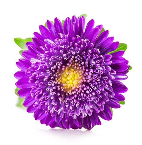 Purple Chrysanthemum Flower Stock Image Image Of Botany Floral 56152203