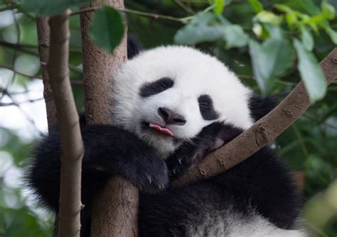 30 Panda Quotes To Share With Your Panda Loving Friends Livin3