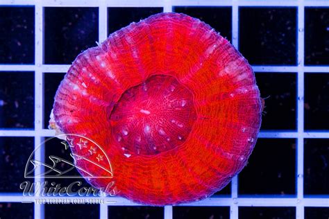 Scolymia Red In Coral Id The Whitecorals Coral Encyclopedia Coral
