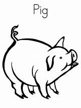 Pig Coloring Pages Printable Animals Kids sketch template