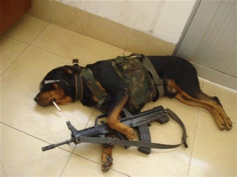 Psbattle Dog Dressed As Soldier Holding Rifle Photoshopbattles