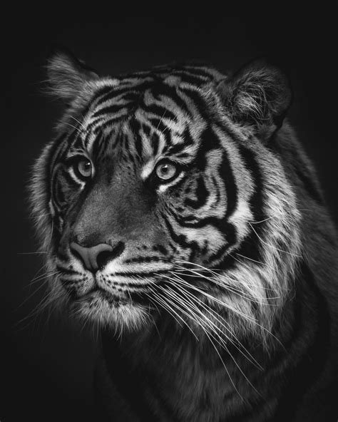Black And White Wildlife Photography Print Endangered Tiger Etsy