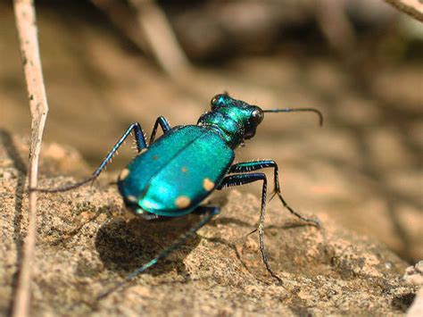 Gallery For Colorful Beetle Insect