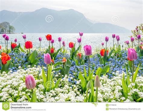 Tulips Side Of Lake Lugano Switzerland Stock Image Image Of