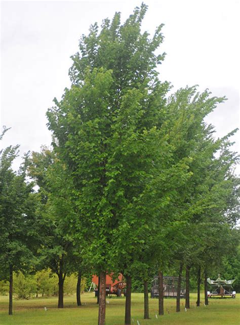 Taking Another Look At American Elm Trees
