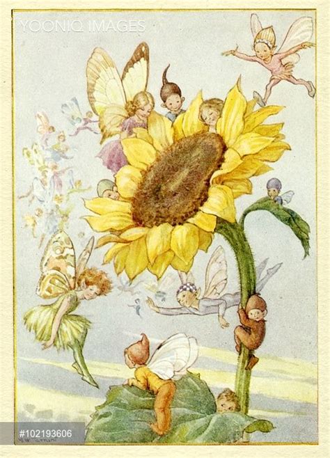 Sunflower With Fairies Illustration From The Book Magic Flowers