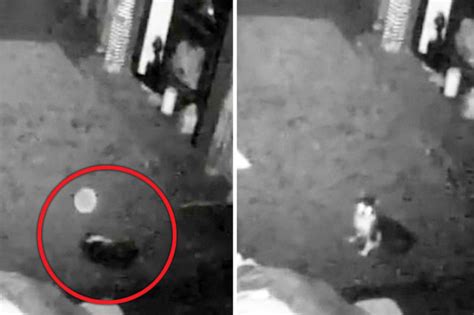 Woman Believes She Is Haunted By The Ghost Of Jack The Ripper Daily Star