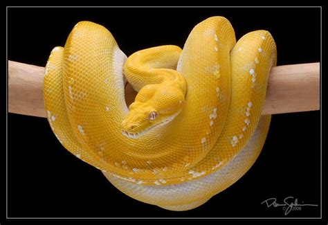 Albino Green Tree Pythons Snake Breeds