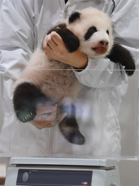 Giant Panda Cub Growing Healthily In Wakayama Pref As Weight Surges
