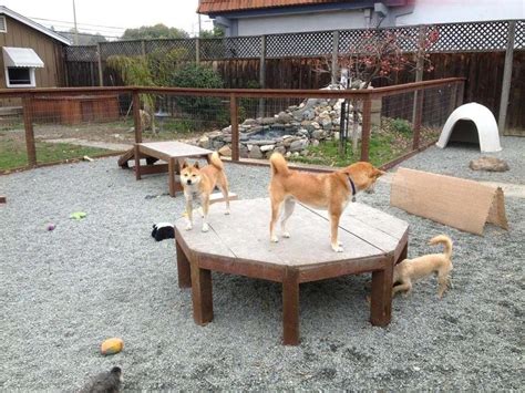 Create A Dog Playground Pet Friendly Backyard Inspiration To Spoil