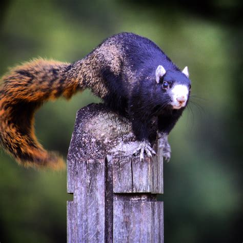 Effective Squirrel Removal And Control Wildlife Solution Inc