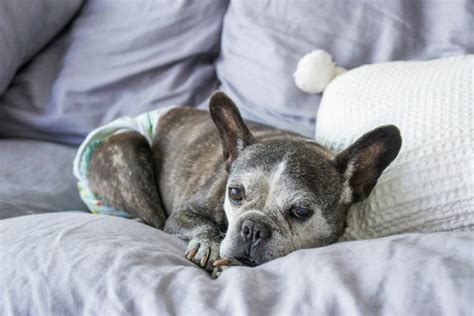 15 Common French Bulldog Health Issues To Look Out For Pet Arenas
