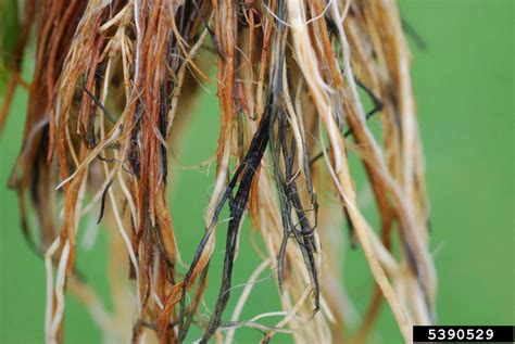 Damping Off Important Early Season Pathogens — Plant And Pest Advisory