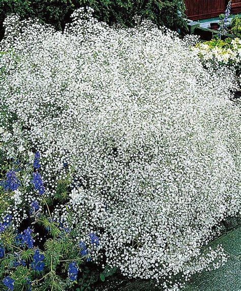 5x Babys Breath White Bare Rooted Babys Breath Plant Babys