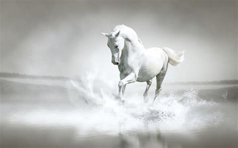 Stunning White Horse Colors Photo 34711683 Fanpop