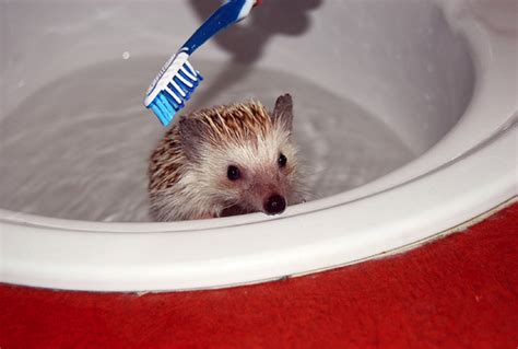 25 Cute Animals Taking Baths 25 Pics Amazing Creatures