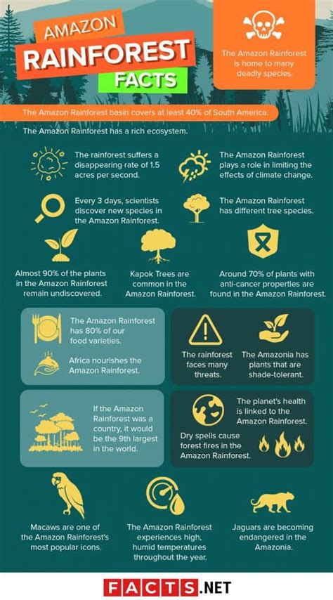 50 Essential Amazon Rainforest Facts You Have To Know Now