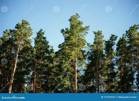 Pine Trees In Forest Summer Autumn Nature Outdoors Stock Image Image