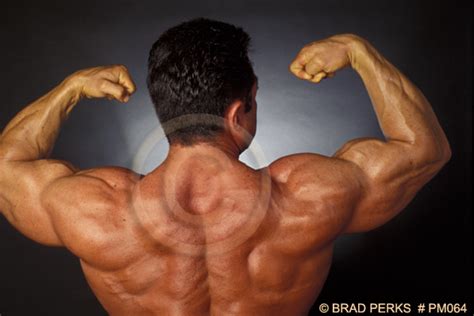 These bulky muscles also give the arm its strength. arm muscles_Elec-Intro Website