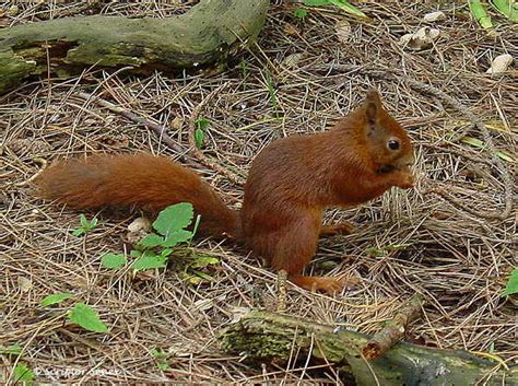 It is a smaller animal than the normally introduced grey squirrel. Red Fox Squirrel Vs Grey Squirrel - Red Squirrels